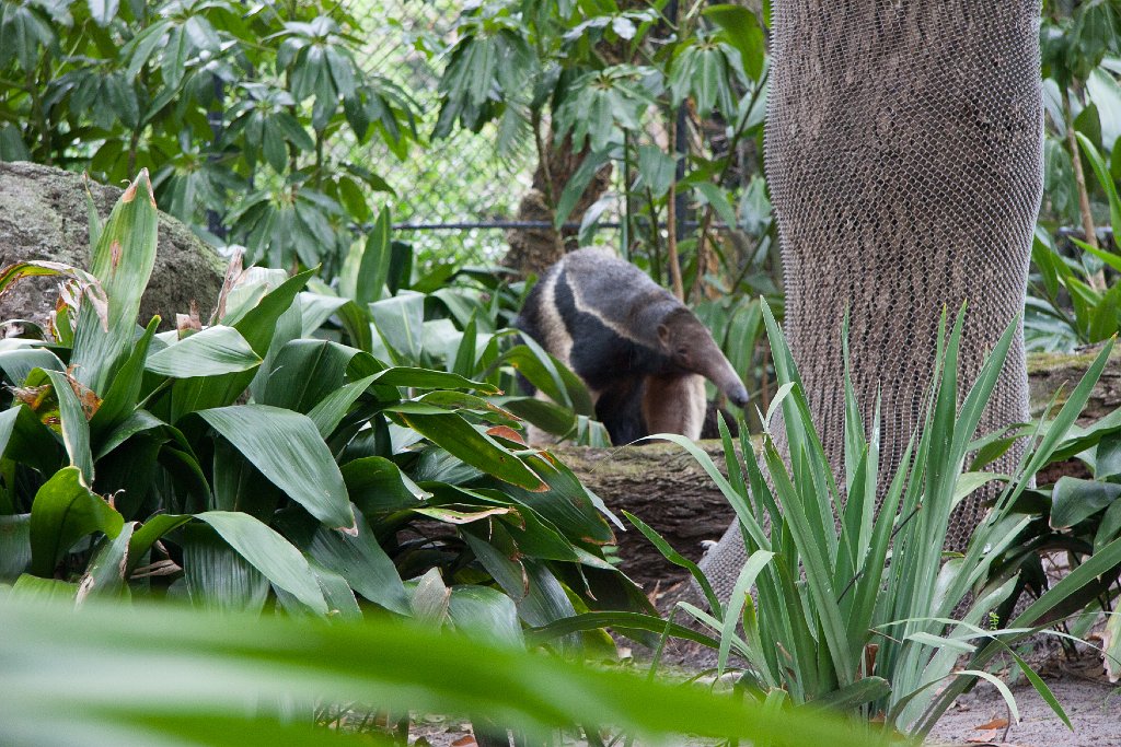 IMG_6878.jpg - An anteater greeting guests on the way out of Animal Kingdom.